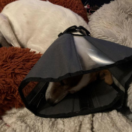 dog in cone