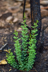 green plants